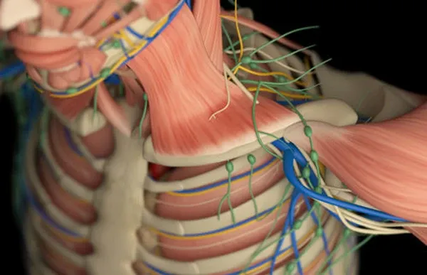 Anatomy