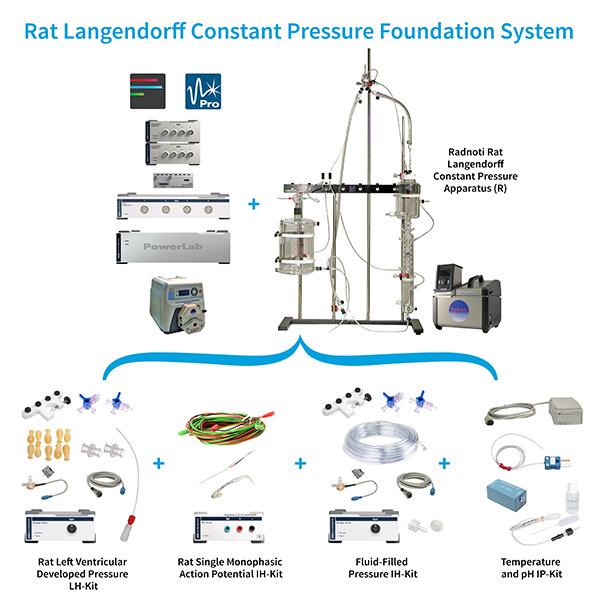 Rat-Langendorff-Foundation-System