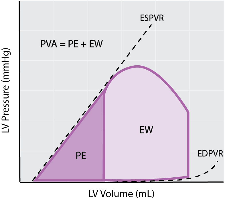 Cardiac mechanical efficiency - External work (EW), potential energy (PE),Pressure-Volume Area (PVA)