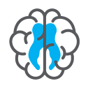 A brain icon with large lateral ventricles to show hydrocephalus