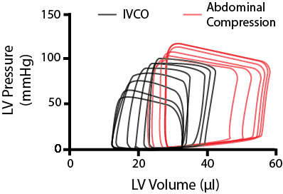 Modulating cardiac loading PV Loops - IVCO and abdominal compressions