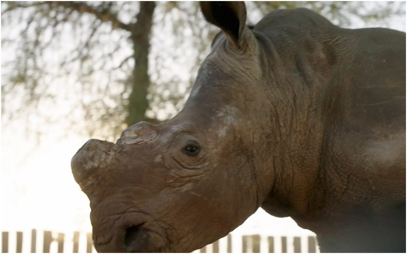 Rhino with horn removed