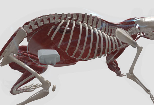 3D Implant Models